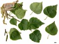 SpeciesSub: subsp. mandshurica